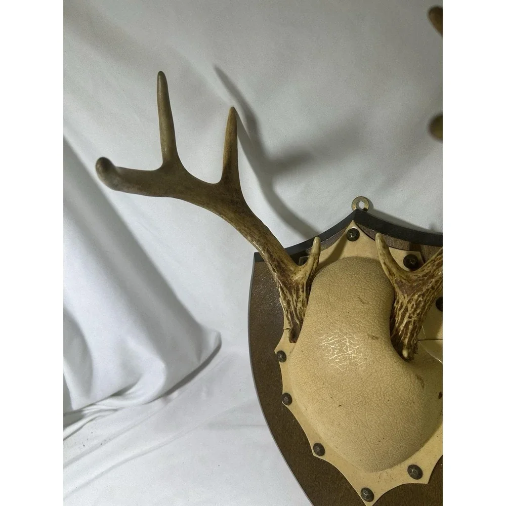 8 Point Whitetail Deer Antler Rack Horn Skull European Mount Man Cave Decor